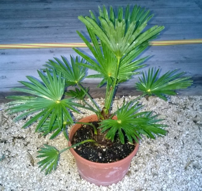 hanfpalme-wagnerianus