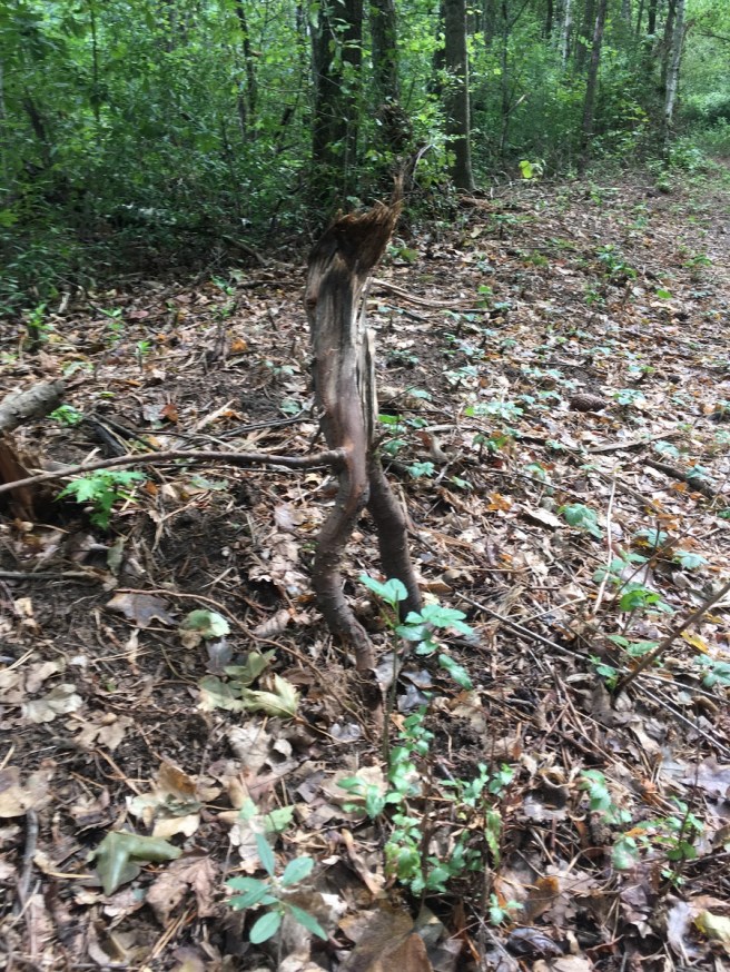 Wurzel Männlein.jpg