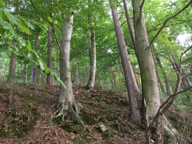 Hardegg_Bäume_Nähe_Nock