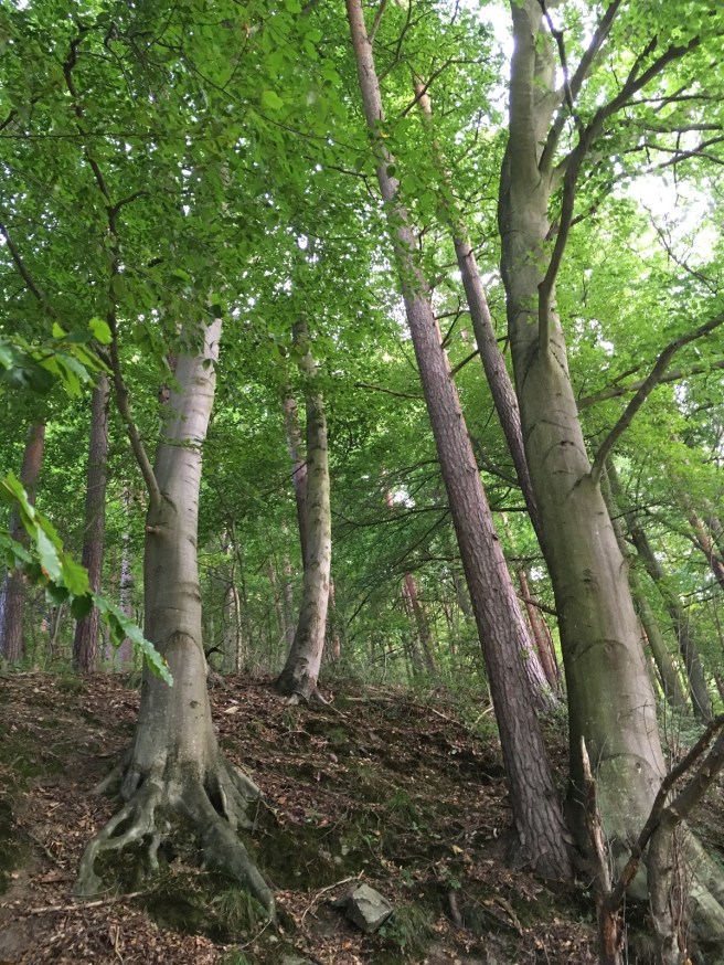 Hardegg_hohe Bäume_Nähe_Nock