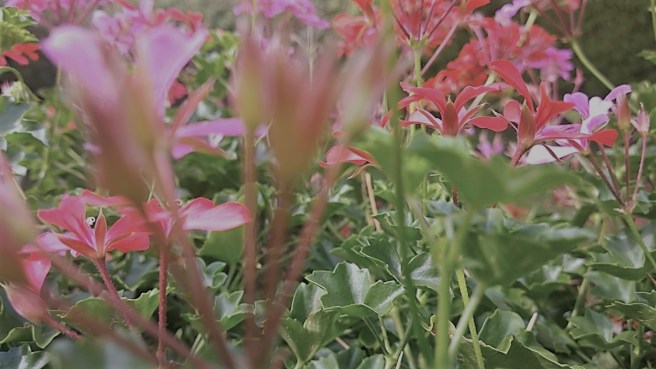 Spätsommer Pelargonien 1 slate col 25