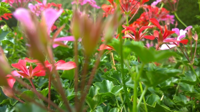 Spätsommer Pelargonien 1