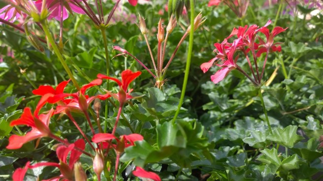 Spätsommer Pelargonien 2.jpg