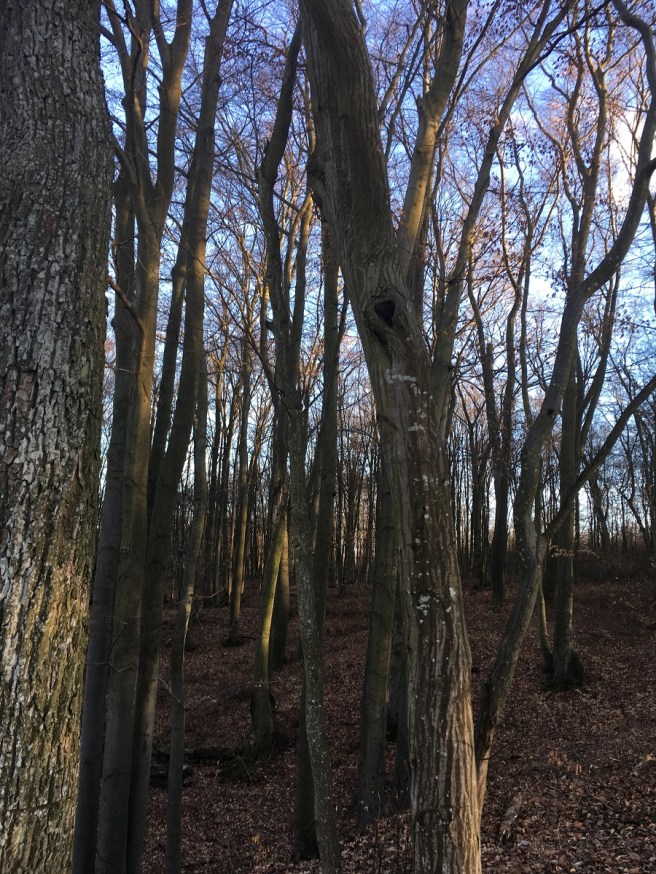 NP Thayatal Henner Weg Herzbaum.jpg