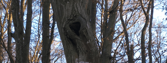 NP Thayatal Henner Weg Herzilein.png