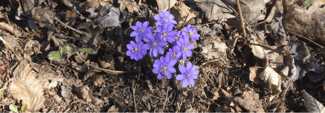 Frühlingsgruss Titel