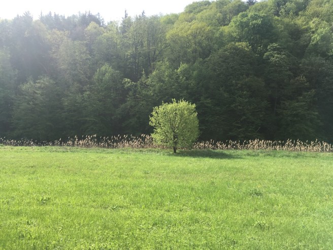 Baum Einzelstellung.jpg