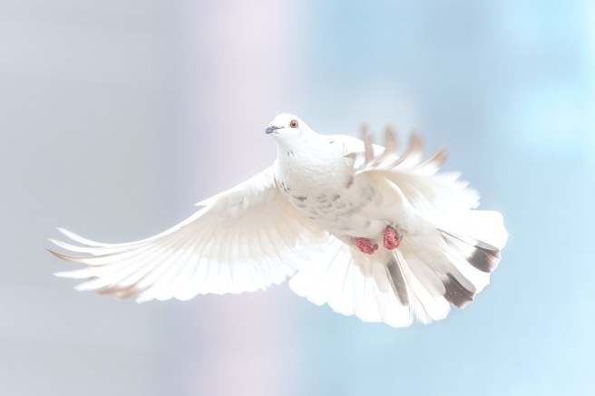 dove-2680487_1280 pixabay