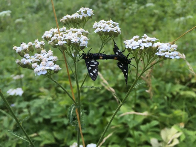 Weissfleck Widderchen 1