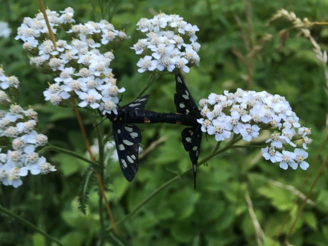 Weissfleck Widderchen 2