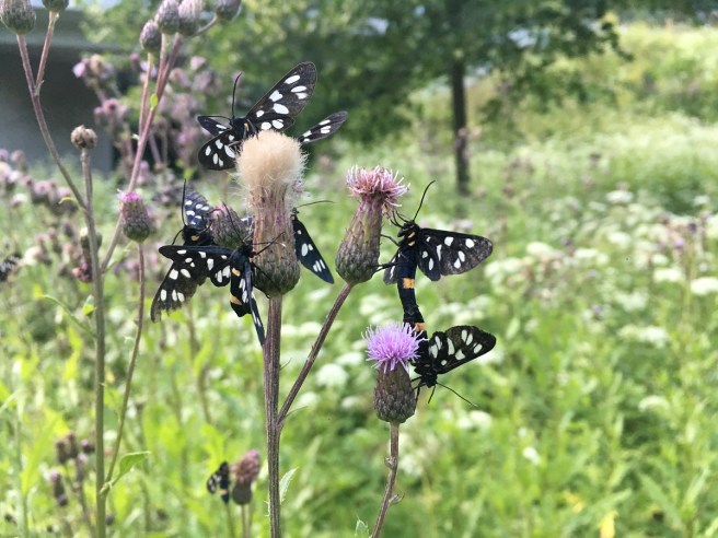 Weissfleck Widderchen 3