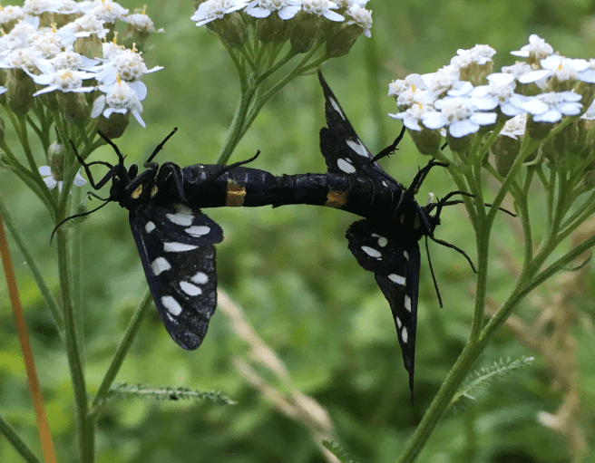 Weissfleck Widderchen zoom