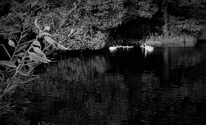 Thaya Schwanenfamilie