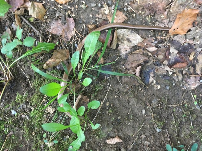 Blindschleiche Hardegg