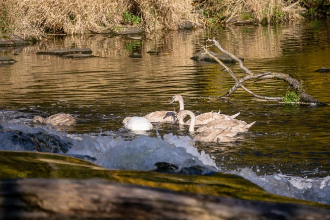 09939db0-ebdf-4469-8eca-1bd52a1dc566