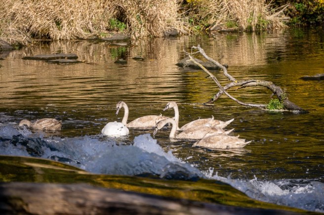 a036423e-d519-42ee-a884-dcd6320e685a