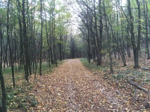 Der Weg Nationalpark