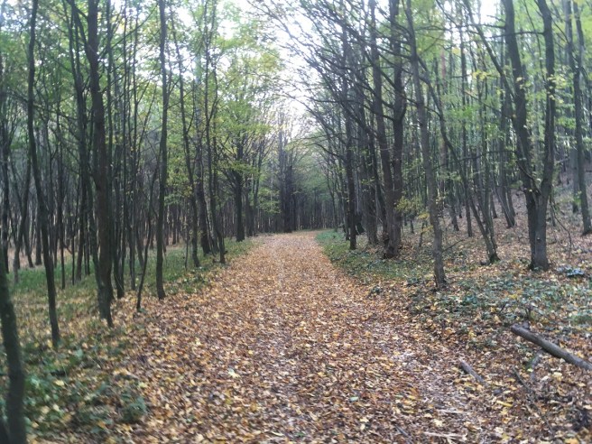 Der Weg Nationalpark