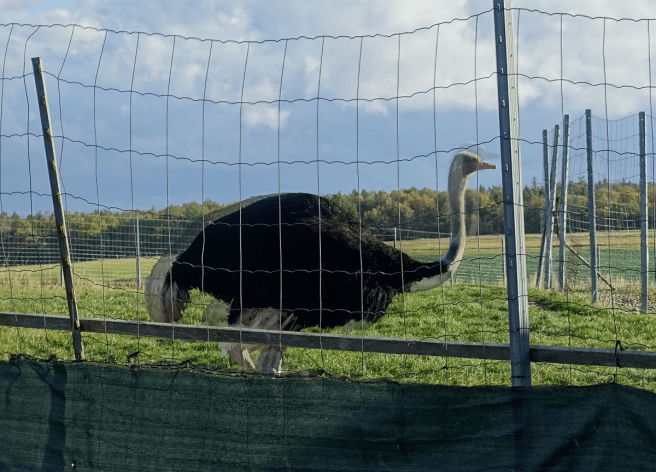 Strauss Hahn Ausschnitt