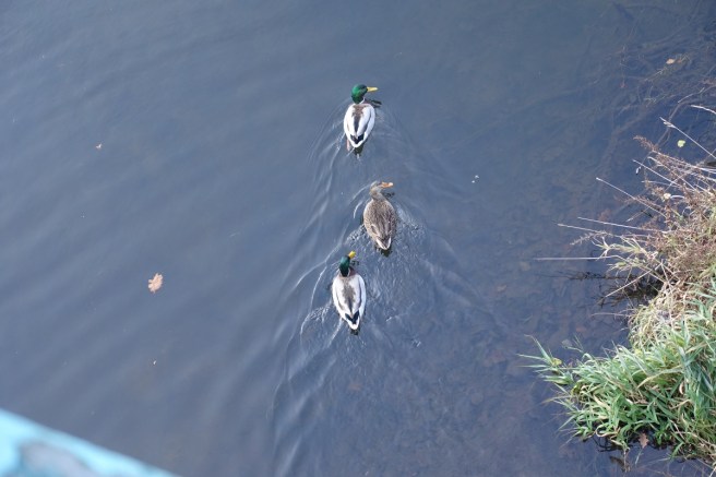 drei Enten II