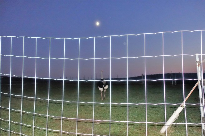 Strauss Hahn abend 2