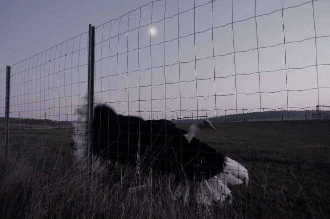 Strauss Hahn abend 4