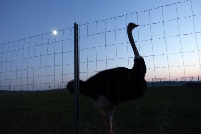 Strauss Hahn abend 5