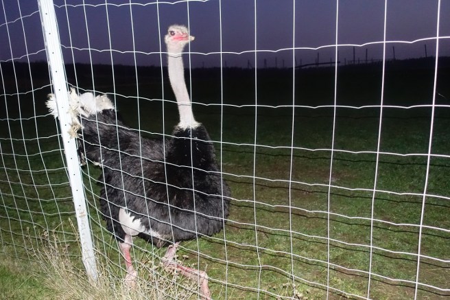 Strauss Hahn abend 6