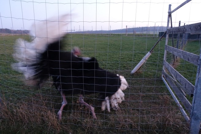 Strauss Hahn abend 7