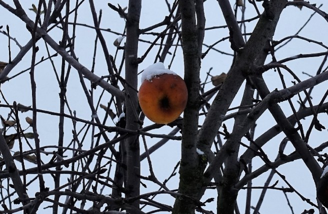 Apfelbaum Winter 3