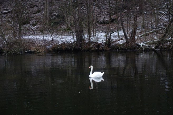 schwanensee dez 18 ii