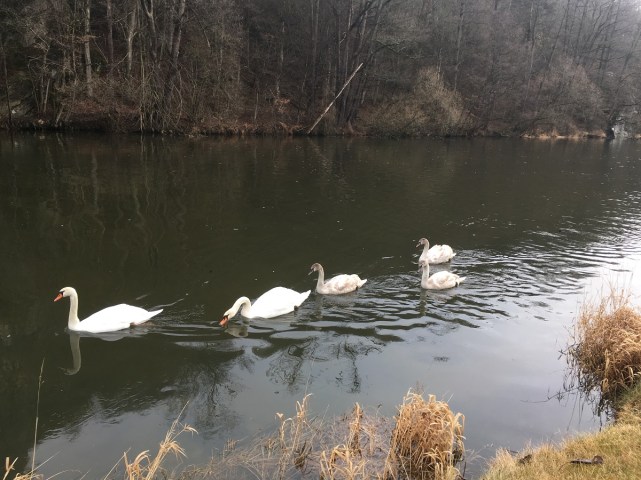 schwäne familienausflug 1