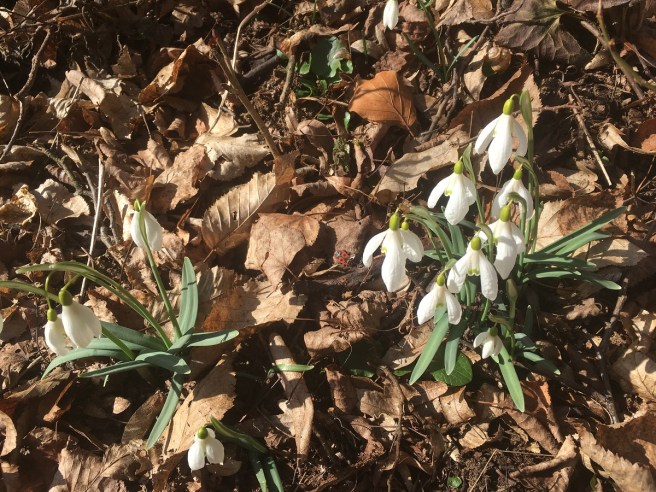 Schneeglöckchen 2_2019