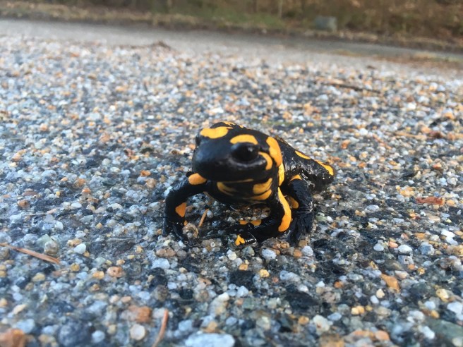 Feuersalamander 4