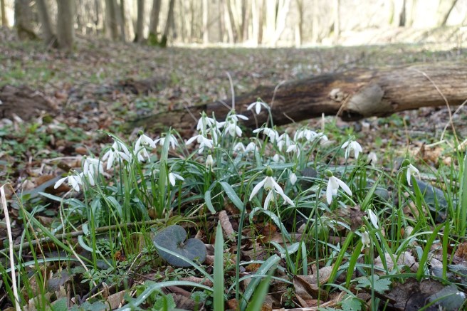 Schneeglöckchen 2019 1