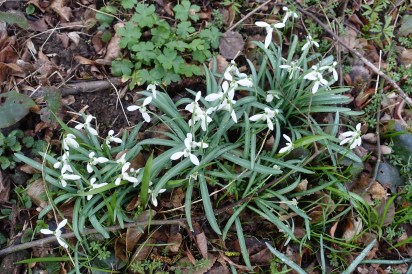 Schneeglöckchen Draufsicht