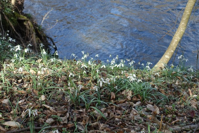 Schneeglöckchen Thaya