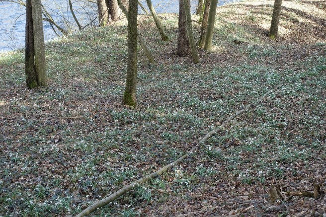 Schneeglöckchen Wiese