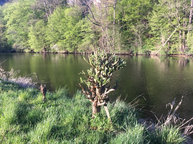 Thaya hinter Galerie